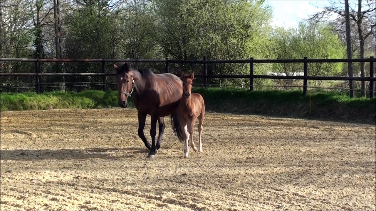 Hazel des Edènes 5 semaines