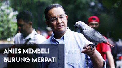 Anies Membeli Burung Merpati