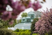 Les serres royales de Laeken ouvrent leurs portes