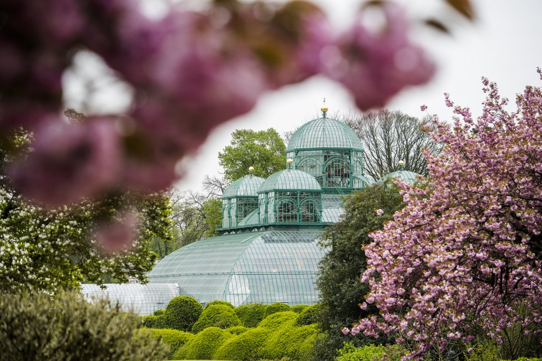 Les serres royales de Laeken ouvrent leurs portes