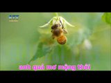 { Karaoke } Cánh Chim Hải Âu - Tim