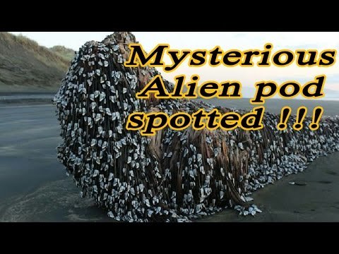 Mysterious Alien pod spotted at Muriwai Beach, New Zealand ? | Oneindia News