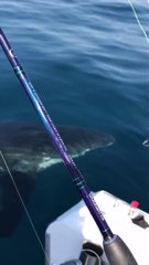 La drôle d’idée de ces pêcheurs australiens pour chasser un requin