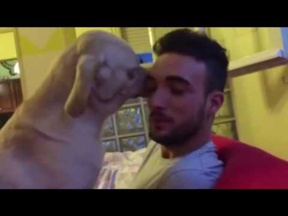 perro mimoso