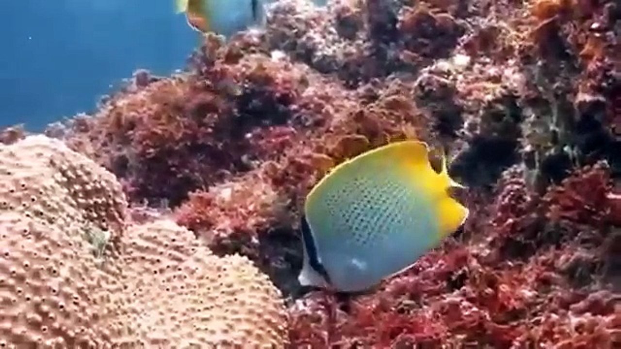 Butterfly fish