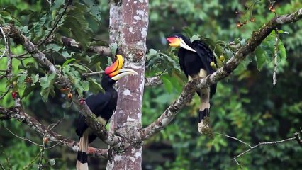 Rhinoceros hornbill (Bird)