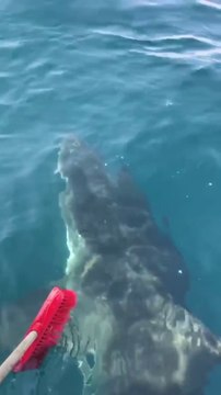 Drole de technique pour chasser ce requin... A coup de balai