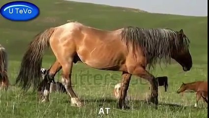 Télécharger la video: Çocuklar İçin Hayvan Sesleri ve Görüntüleri