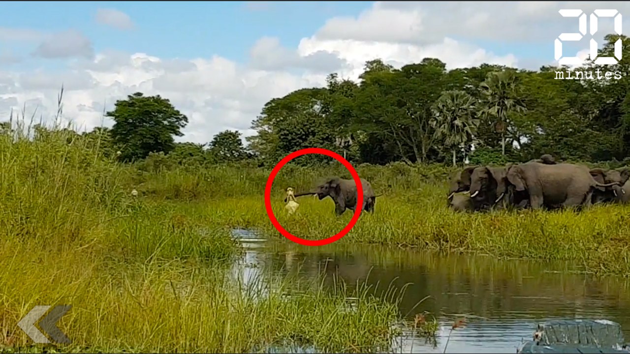 Un éléphant attaqué par un crocodile - Le Rewind du vendredi 14 avril