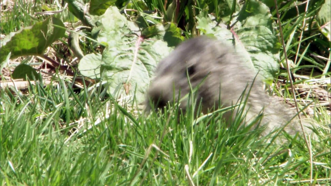 Marmotte