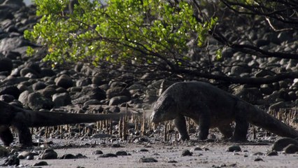 Combat de dragons komodo