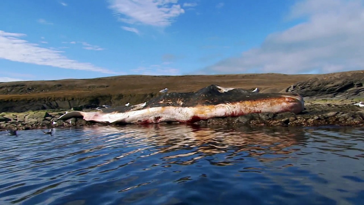 Des ours se régalent d'une carcasse de cachalot