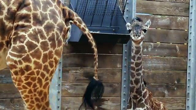 Houston Zoo announces birth of giraffe calf