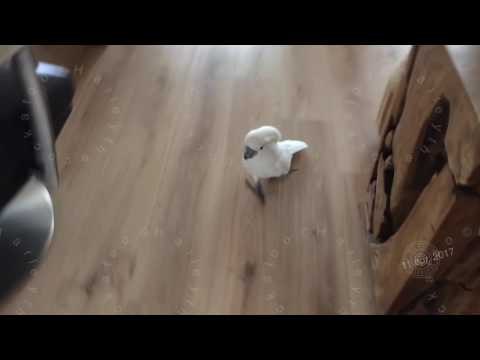 Cockatoo Searches House Frantically Looking for Fun