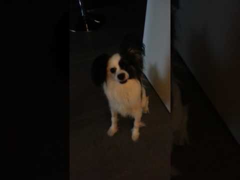 Tiny Pup Wants Pints