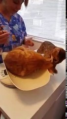 Un chat aide son ami à s'enfuir