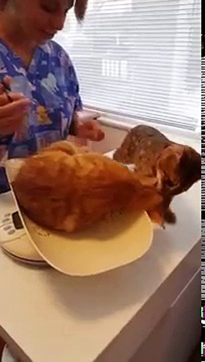 Un chat aide son ami à s'enfuir