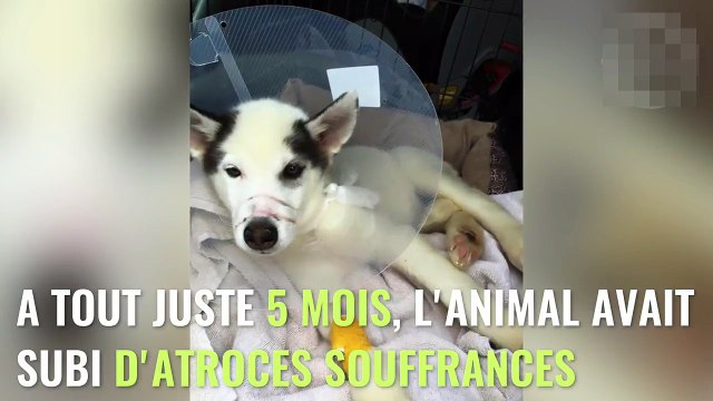 Ce couple maltraite son chiot jusqu'à lui briser les pattes ! Et ils ont fait bien pire....