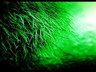 miragEarth: Shadows of Green (cinematic downbeat)