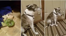 Dono confronta cão pela comida espalhada pela casa e este tem reação impagável...