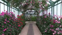 La exuberante colección de plantas del invernadero real belga abre al público