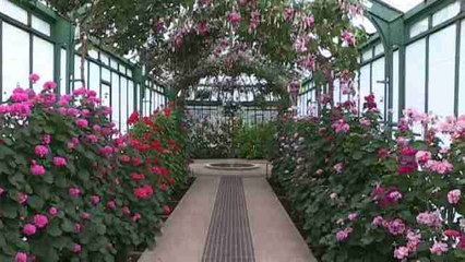La exuberante colección de plantas del invernadero real belga abre al público