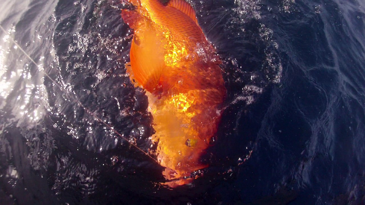 carpe rouge go pro