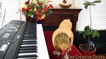 Talented chicken blows us away with performance of an operatic aria