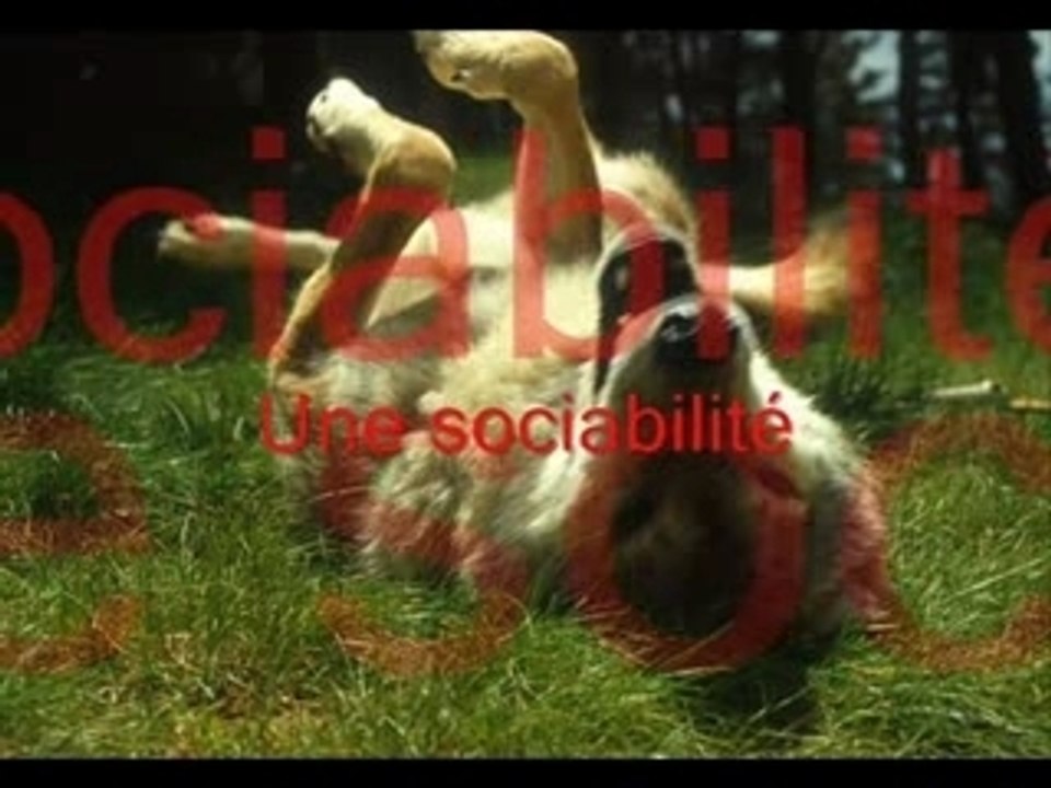Le loup : Mon Emerveillement.