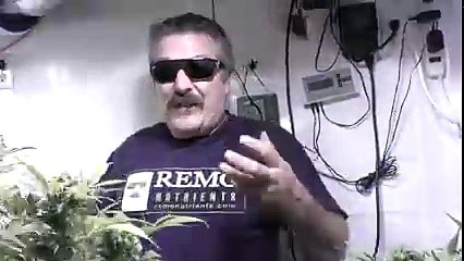 Grape Kush Cannabis Home Grow