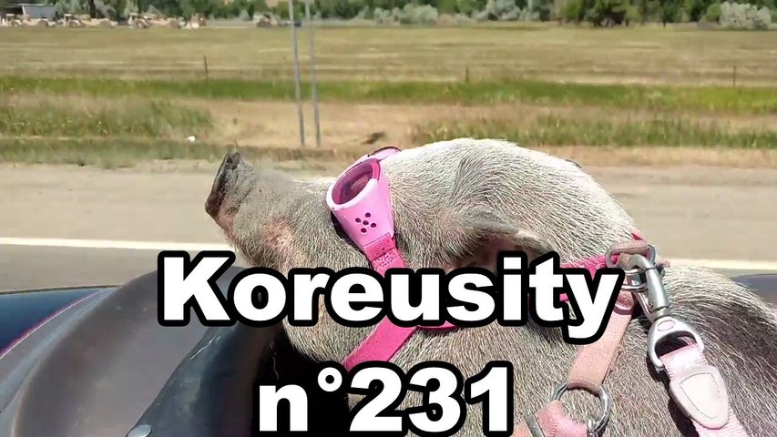 Koreusity n°231