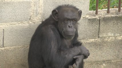 La chimpancé Cecilia superar un "infierno" pasado en Brasil