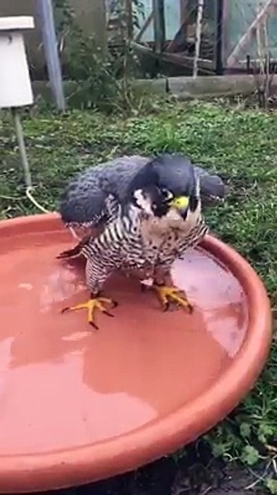 oiseau formidable