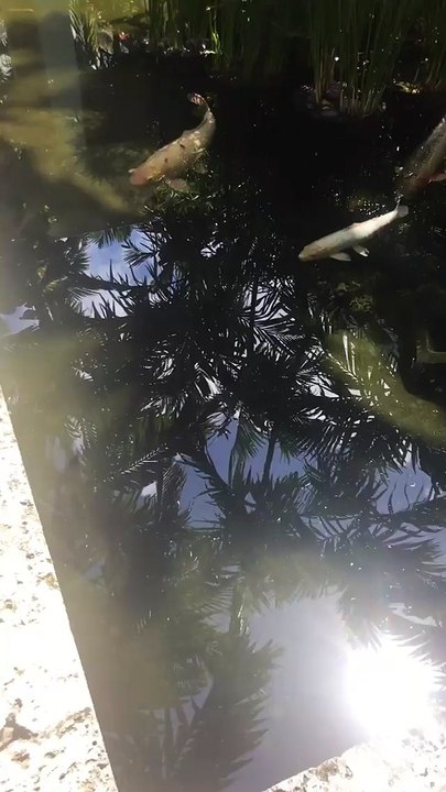 miami 123456