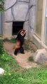 Un panda roux se dresse sur ses pattes arrière