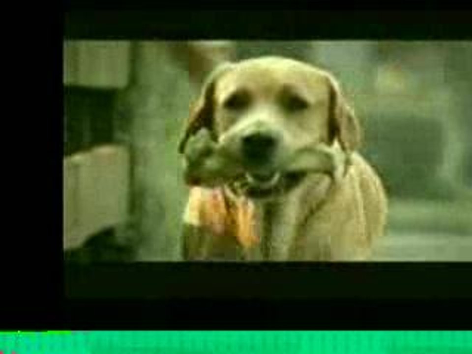 une vie de chien