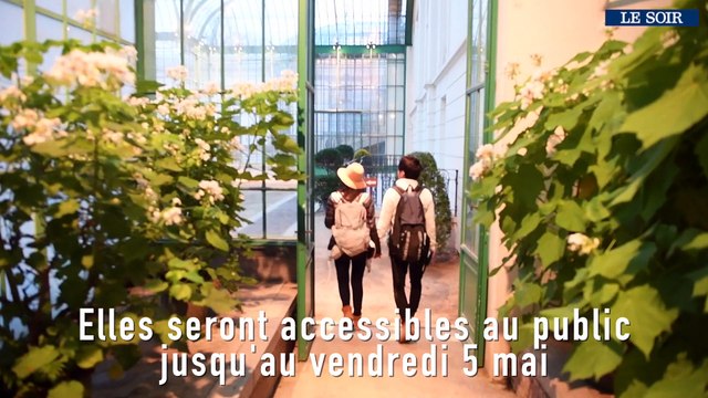 Les serres royales de Laeken ont ouvert leurs portes ce vendredi