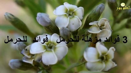 3 فوائد مزهلة للحرمل   فوائد  للحرمل