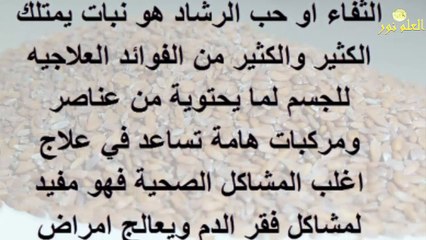 4 فوائد واستخدامات مزهلة للثفاء | فوائد حب الرشاد للسيدات