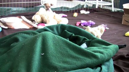 Chihuahua Puppies Play Hide and Seek Part 9!