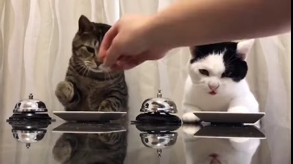 These Cats Are Taking Over The World With Their Polite Manners