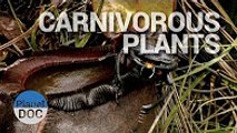 Carnivorous Plants   Nature - Planet Doc Full Documentaries
