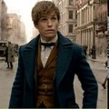 'Fantastic Beasts & Where to Find Them' Trailer Debuts During MTV Movie Awards 2016 http://BestDramaTv.Net