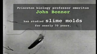 John Bonner's slime mold movies http://BestDramaTv.Net