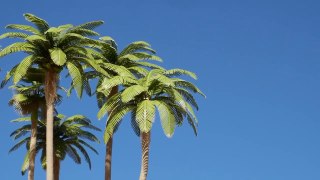 Coconut Palm Tree Tutorial - Model Scenery-SSK