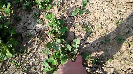 Garden Update April 14