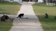 貓幹架起來,猴子們趕快制止!