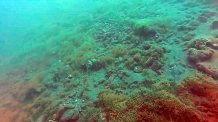 WATCH: Batangas earthquake felt and filmed underwater