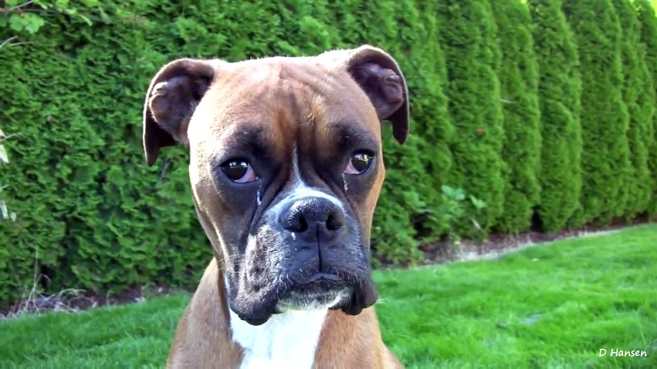 Amazing Boxer Puppy Birth Part 1!