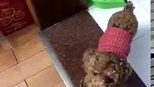 主人和泰迪丟球玩，最後發現笨泰迪果然不適合這個運動，傻的可愛